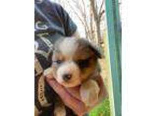 Miniature Australian Shepherd Puppy for sale in Griffin, GA, USA