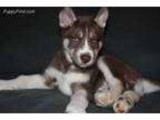 Siberian Husky Puppy for sale in Kenosha, WI, USA
