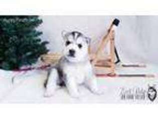 Siberian Husky Puppy for sale in La Valle, WI, USA
