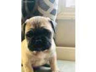 Frenchie Pug Puppy for sale in Marshall, MO, USA