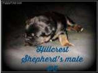 German Shepherd Dog Puppy for sale in Greenville, NY, USA