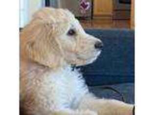 Goldendoodle Puppy for sale in Goochland, VA, USA