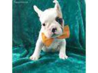 French Bulldog Puppy for sale in Kirkwood, PA, USA