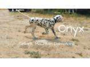 Dalmatian Puppy for sale in Bonners Ferry, ID, USA