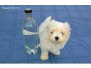 Maltese Puppy for sale in Saint Francisville, LA, USA