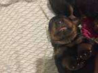 Rottweiler Puppy for sale in Inkster, MI, USA