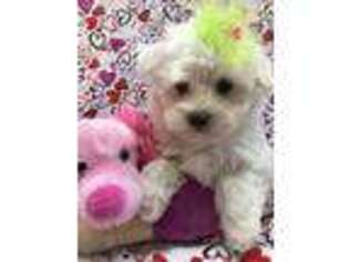 Maltese Puppy for sale in Troy, MO, USA