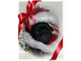 Pug Puppy for sale in Chillicothe, OH, USA