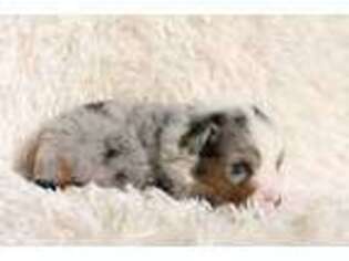 Miniature Australian Shepherd Puppy for sale in Saint Augustine, FL, USA