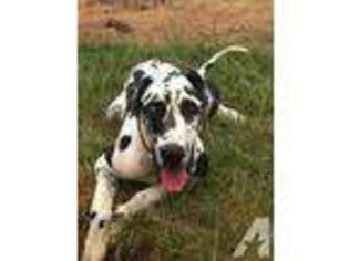 Great Dane Puppy for sale in MAGEE, MS, USA