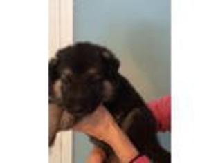 Mutt Puppy for sale in Saline, MI, USA