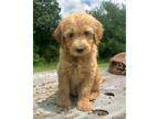 Goldendoodle Puppy for sale in Denison, TX, USA