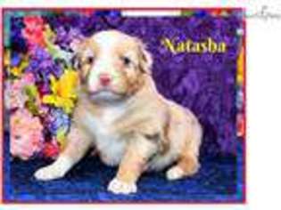 Australian Shepherd Puppy for sale in Albuquerque, NM, USA