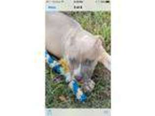 Mutt Puppy for sale in El Dorado, KS, USA