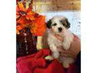 Mal-Shi Puppy for sale in Virgilina, VA, USA