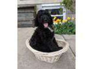Goldendoodle Puppy for sale in Belle Center, OH, USA