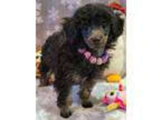 Mutt Puppy for sale in Howard, SD, USA