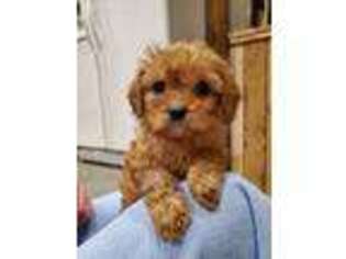 Cavapoo Puppy for sale in Petersburg, TN, USA