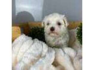 Maltese Puppy for sale in Moorpark, CA, USA