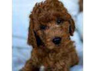 Goldendoodle Puppy for sale in Fort Wayne, IN, USA