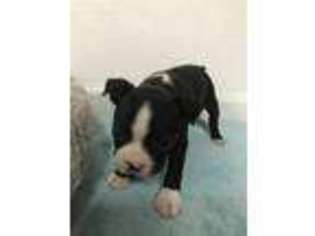 Boston Terrier Puppy for sale in University Place, WA, USA