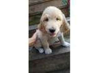 Goldendoodle Puppy for sale in Hebron, IN, USA