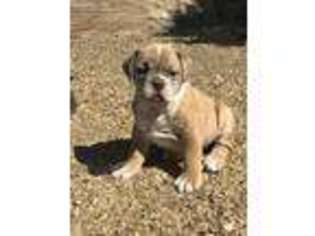 Olde English Bulldogge Puppy for sale in Jersey Shore, PA, USA
