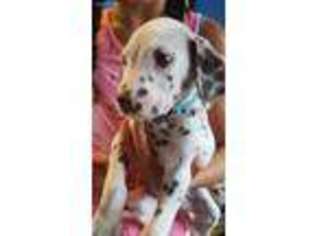 Dalmatian Puppy for sale in Keystone Heights, FL, USA
