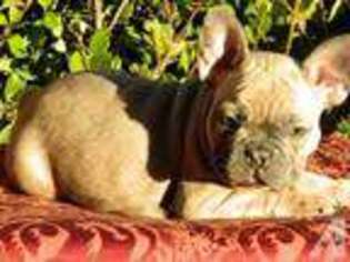 French Bulldog Puppy for sale in SUN CITY, CA, USA