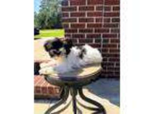 Mutt Puppy for sale in Thomasville, GA, USA
