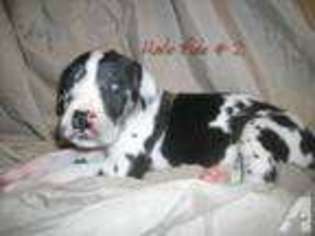 Mutt Puppy for sale in HILLSBORO, OH, USA