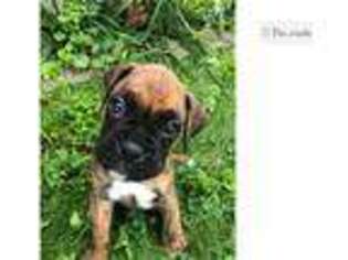 Boxer Puppy for sale in Eau Claire, WI, USA