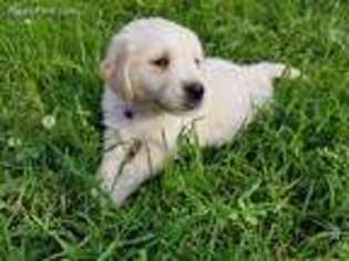 Golden Retriever Puppy for sale in Glover, VT, USA