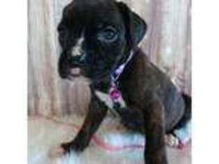 Boxer Puppy for sale in Dora, MO, USA