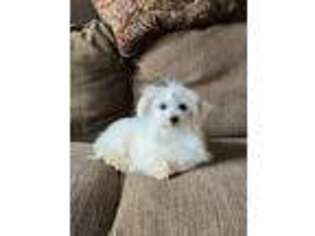 Maltese Puppy for sale in Lancaster, KY, USA
