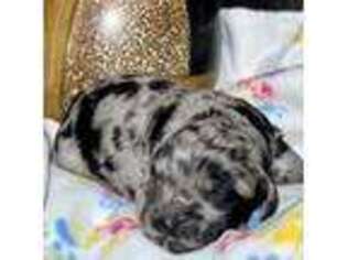 Mutt Puppy for sale in Stratford, IA, USA