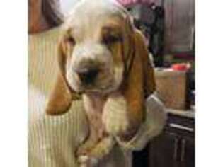Basset Hound Puppy for sale in Spokane Valley, WA, USA