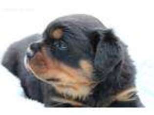 Rottweiler Puppy for sale in Beaumont, CA, USA