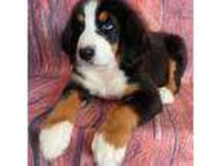 Bernese Mountain Dog Puppy for sale in Cookeville, TN, USA