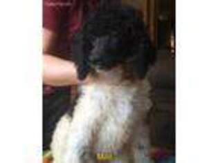 Mutt Puppy for sale in Boaz, KY, USA