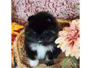 Pomeranian Puppy for sale in Ridgecrest, CA, USA