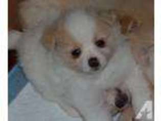 Pomeranian Puppy for sale in SAN DIEGO, CA, USA