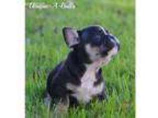 French Bulldog Puppy for sale in Roanoke, IN, USA