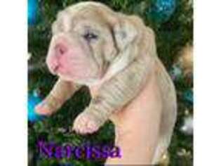 Olde English Bulldogge Puppy for sale in Bastrop, TX, USA