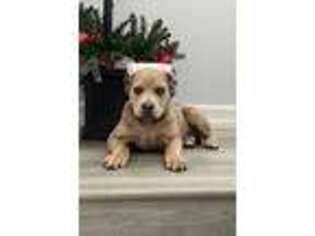 Cane Corso Puppy for sale in Victorville, CA, USA