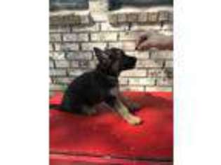 German Shepherd Dog Puppy for sale in Early, TX, USA