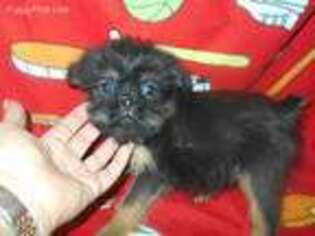 Brussels Griffon Puppy for sale in Central Point, OR, USA