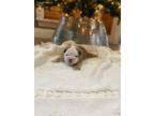 Bulldog Puppy for sale in Hattiesburg, MS, USA