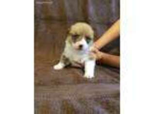 Pembroke Welsh Corgi Puppy for sale in Campbellsburg, IN, USA