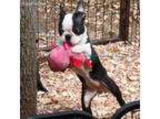 Boston Terrier Puppy for sale in Walnut Cove, NC, USA
